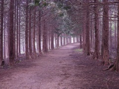 埼玉の丸山
