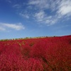 ひたちのコキアです。