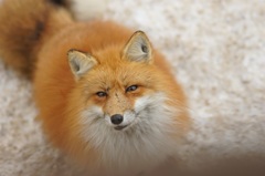 蔵王キツネ村