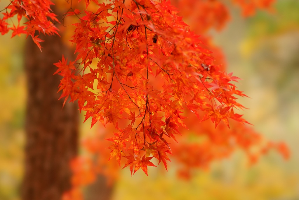 紅葉