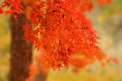 紅葉