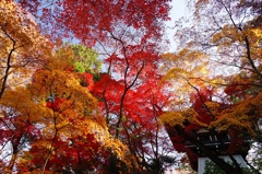 高幡不動です