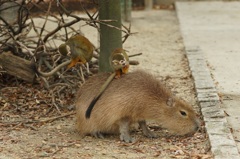 カピバラと猿