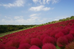 ひたちのコキアです
