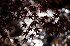 昭和記念公園