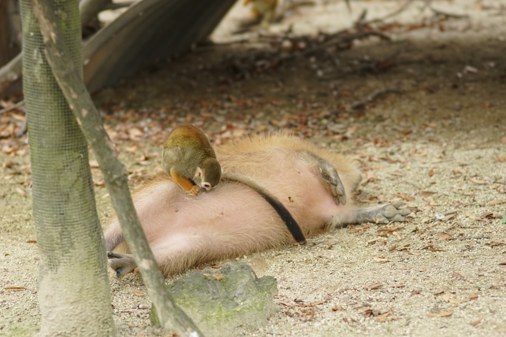 カピバラと猿