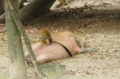 カピバラと猿
