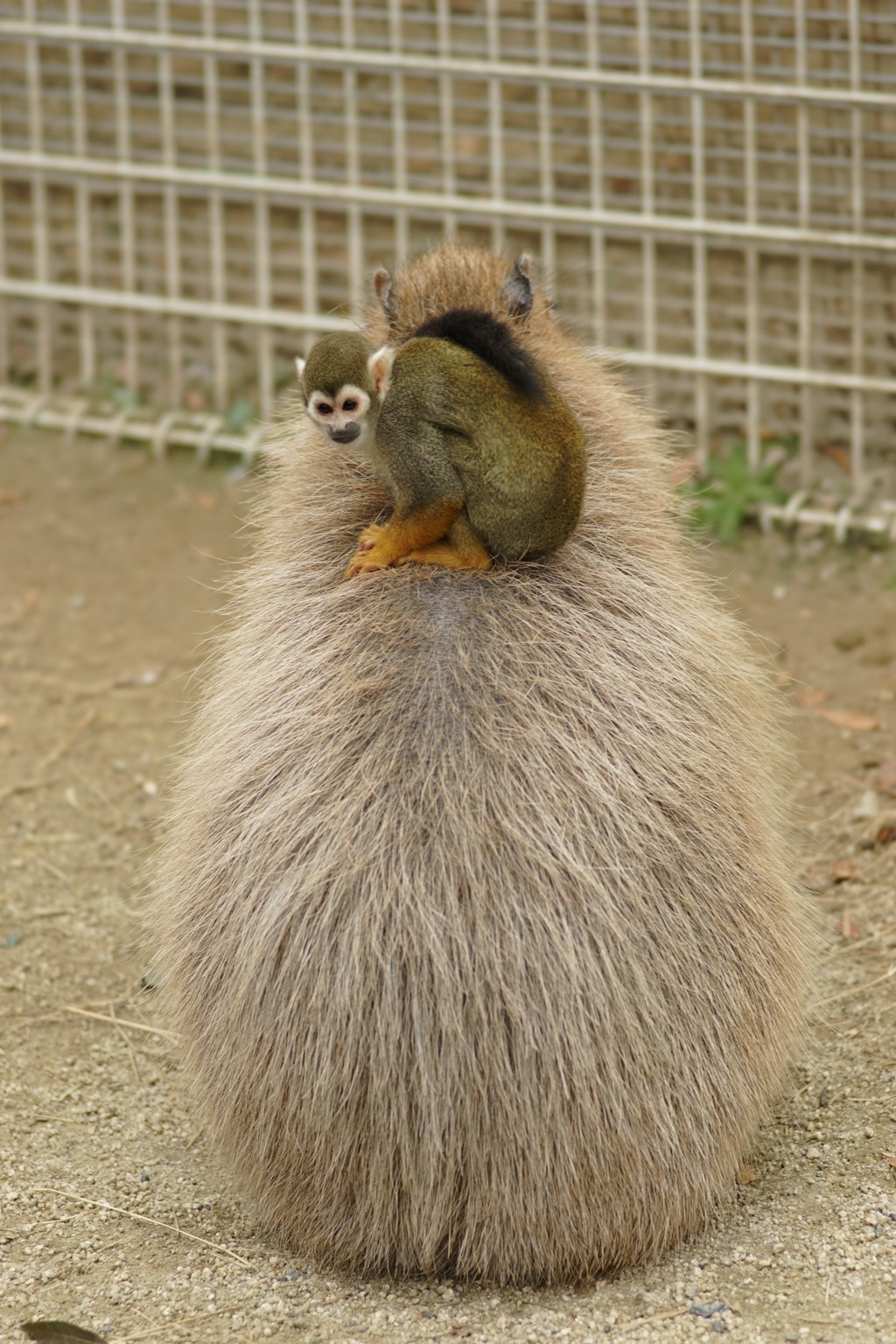 カピバラと猿