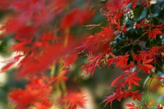 高幡不動です