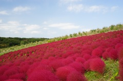 ひたちのコキアです