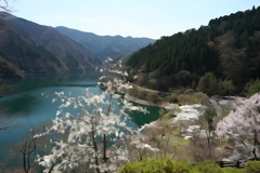 奥多摩の桜