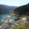 奥多摩の桜