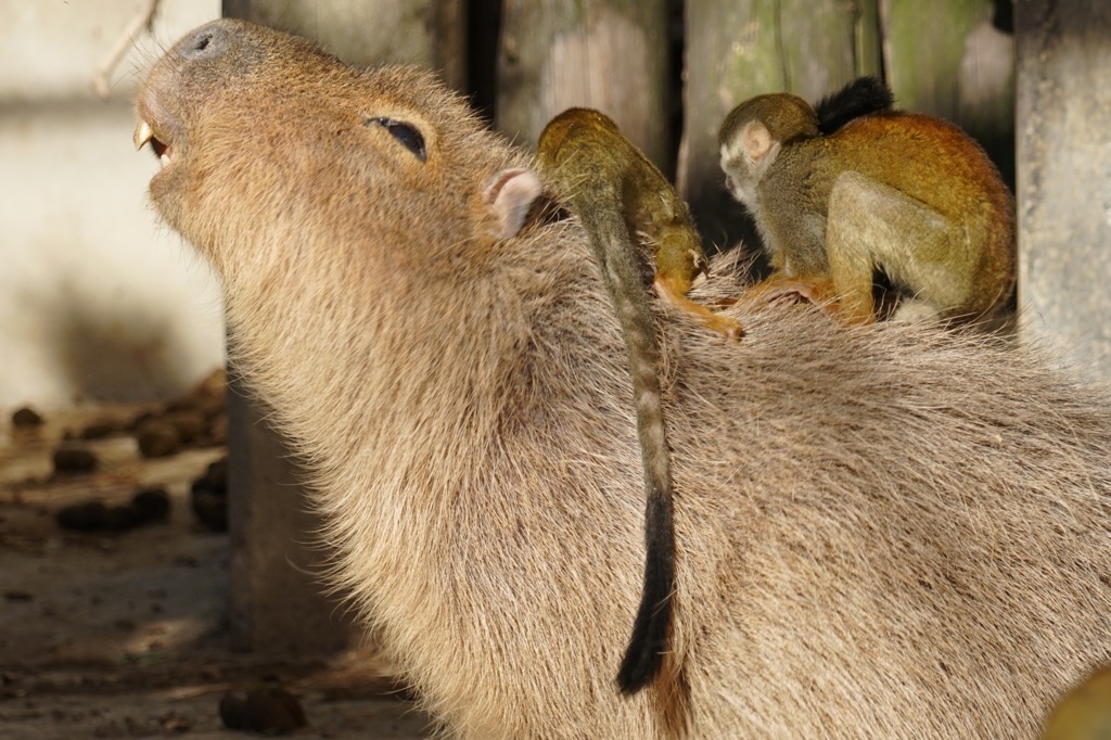 カピバラさん