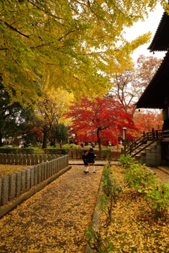 足利の鑁阿寺
