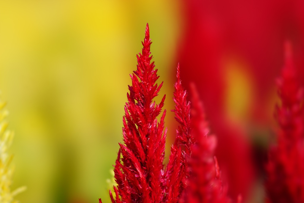 ケイトウの花