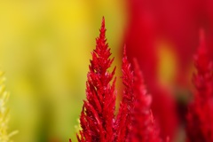 ケイトウの花