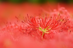 彼岸花