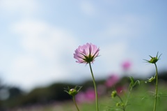 ひたちの秋桜です