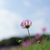 ひたちの秋桜です