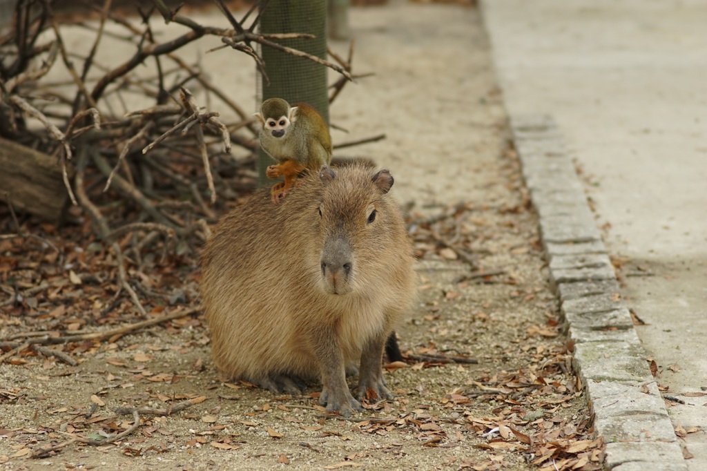 カピバラと猿 By いぶりがっこ Id 写真共有サイト Photohito