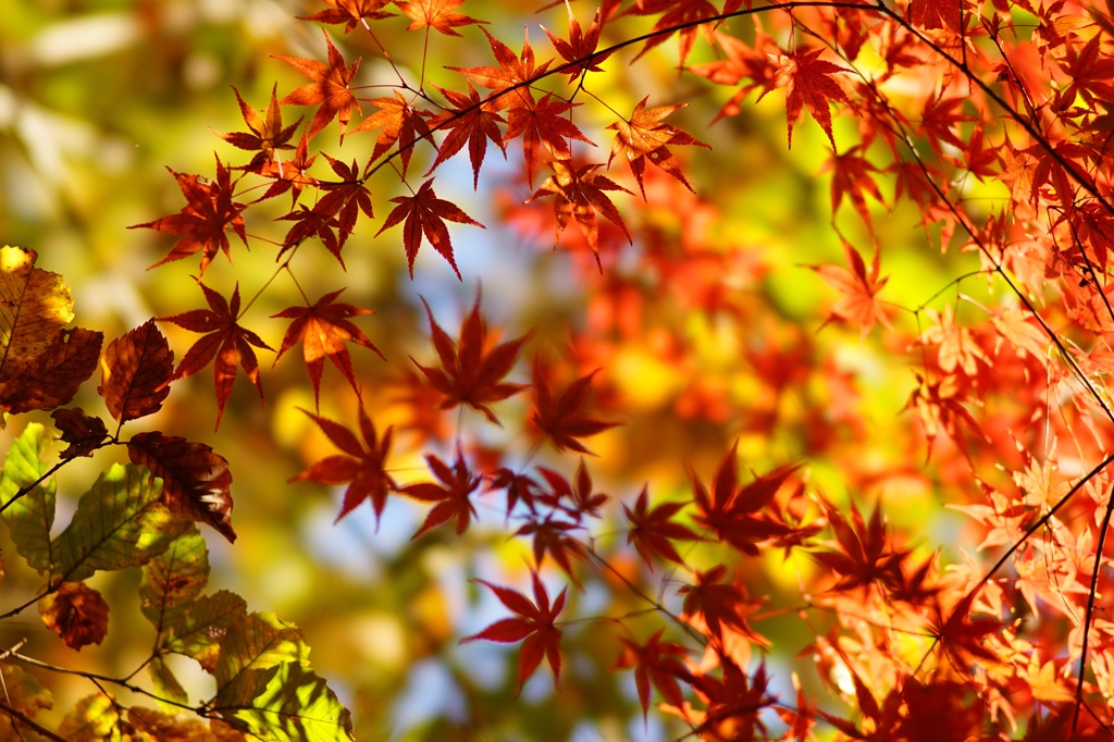 高幡不動です