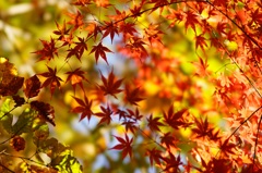 高幡不動です