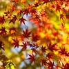 高幡不動です