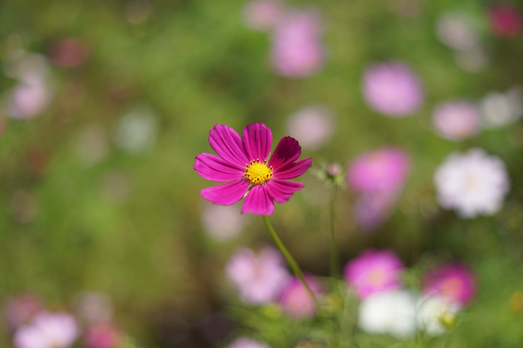 昭和記念公園の秋桜