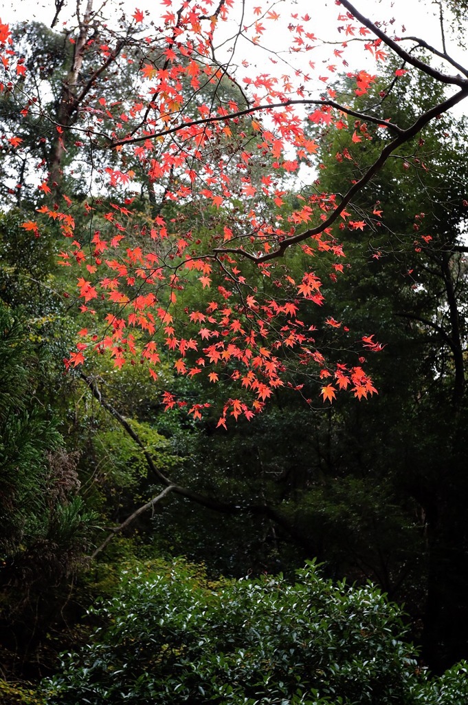 明治の森 箕面国定公園