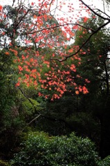 明治の森 箕面国定公園