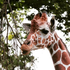 野毛山動物園 きりん