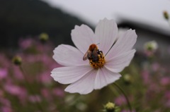 とよのコスモス園