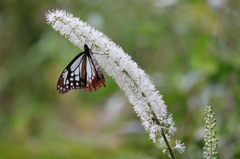 六甲山高山植物園