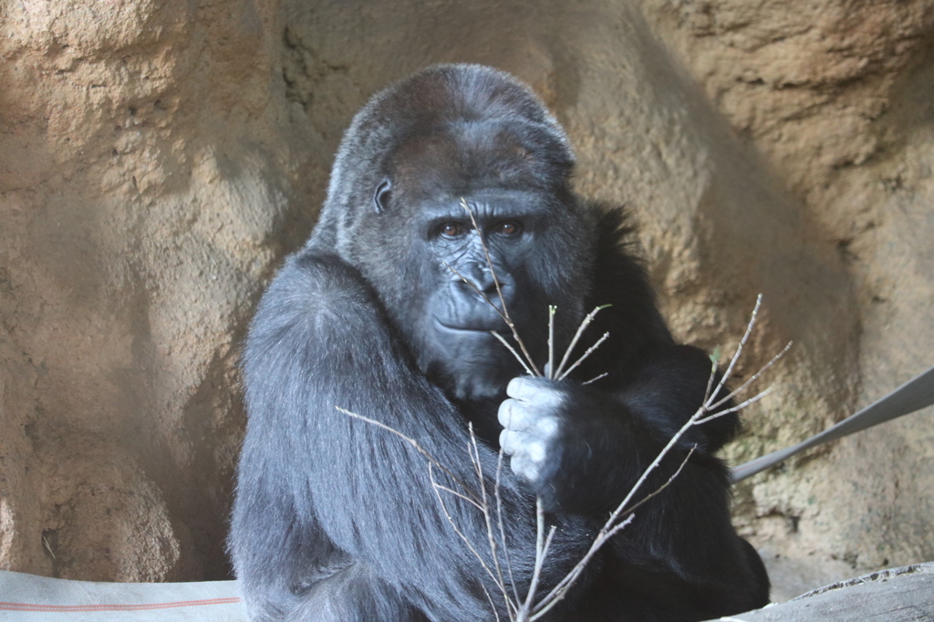 上野動物園のゴリラ