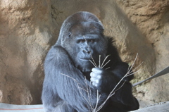 上野動物園のゴリラ