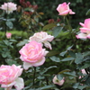 日比谷公園 秋薔薇