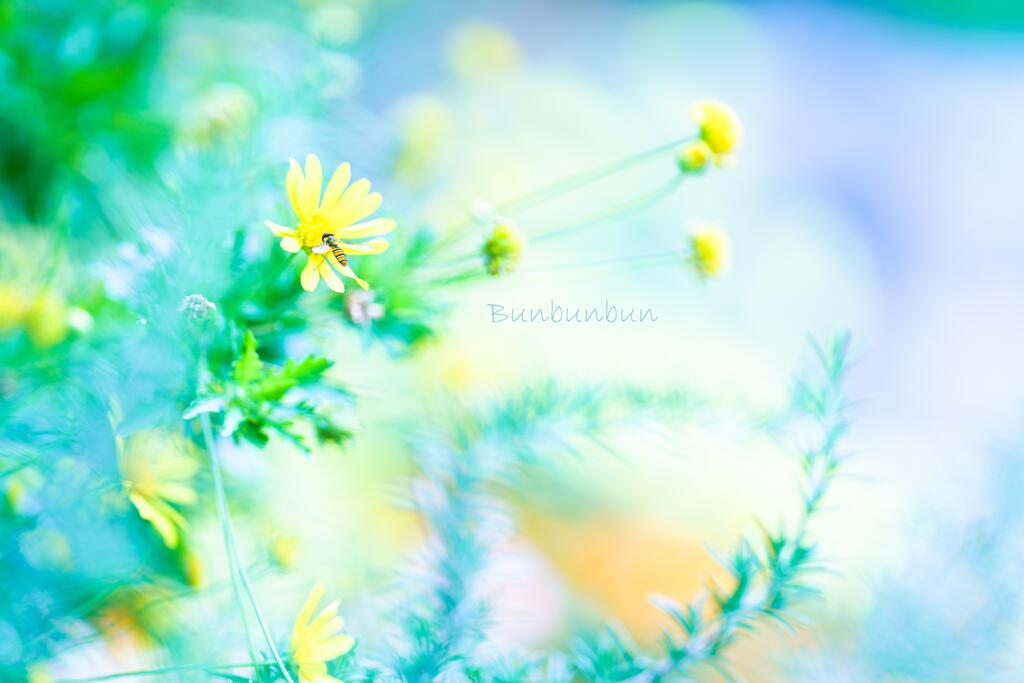 花蜂♪