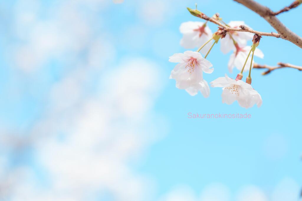 桜咲♪