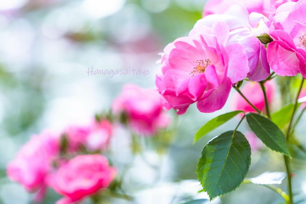 薔薇♪