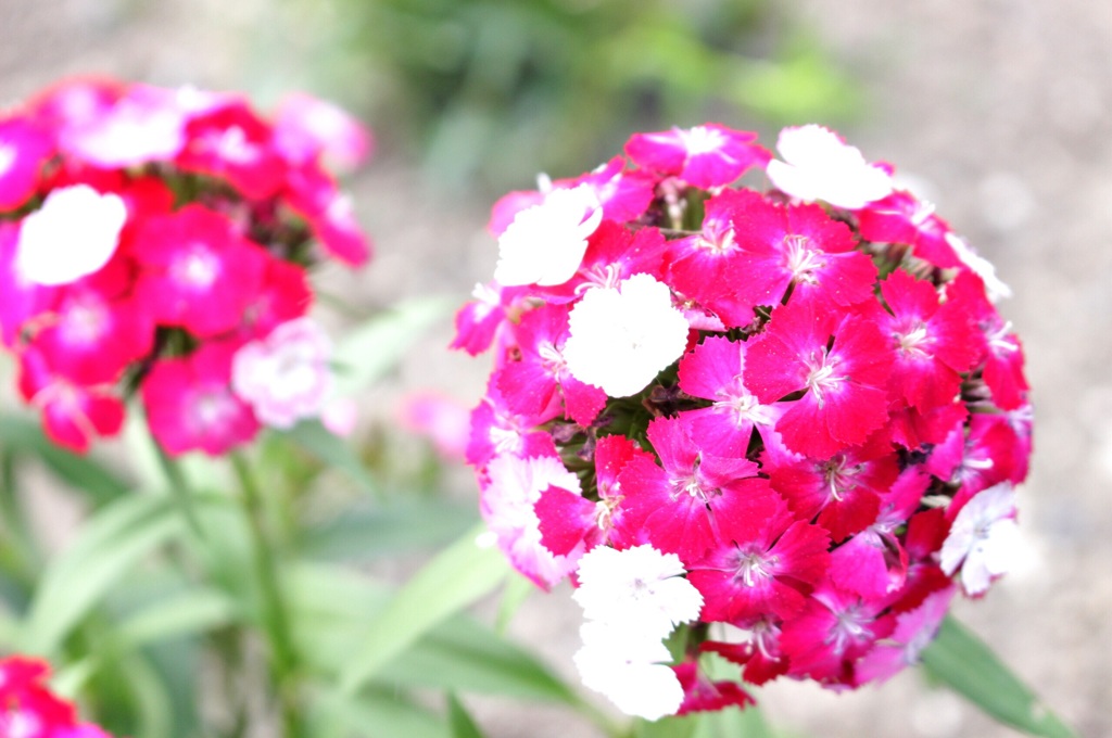 京都植物園にて(o^^o)