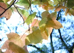 色づく葉