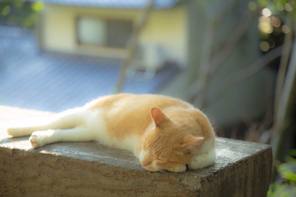 お昼寝中
