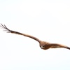 鳶
