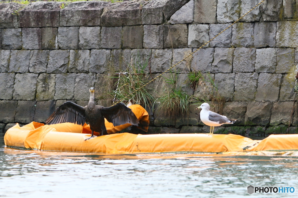 海のヒッチハイカー