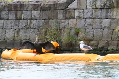 海のヒッチハイカー