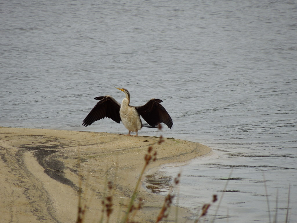 Australasian Darter