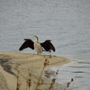 Australasian Darter