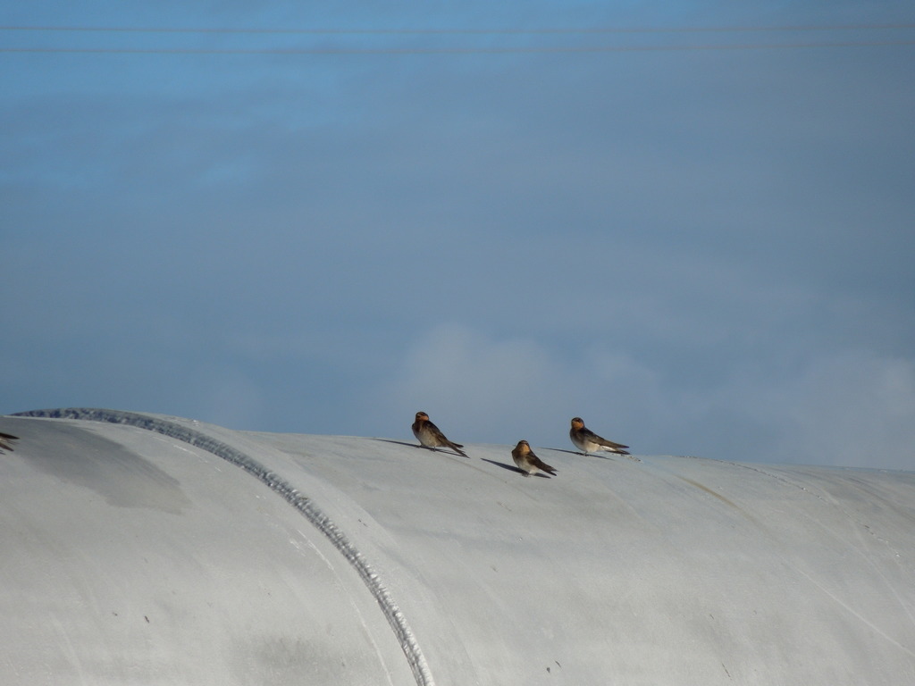 Welcome Swallow