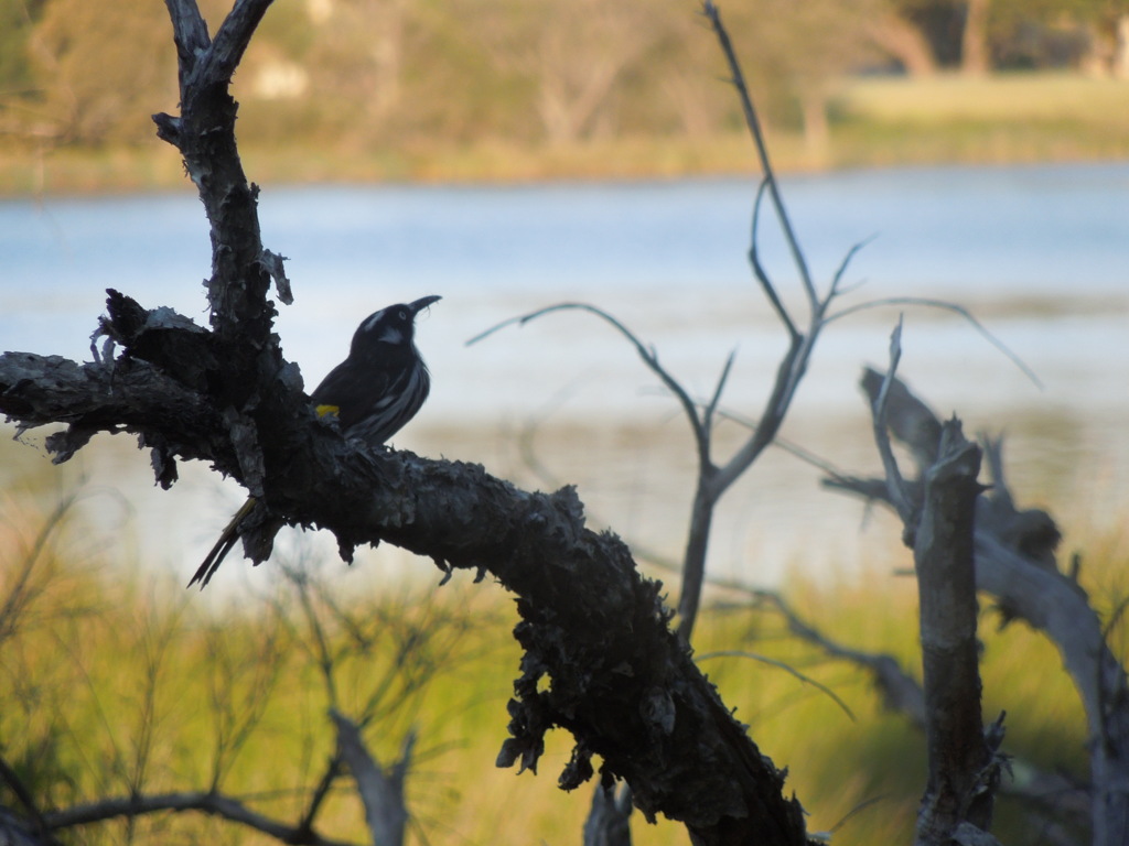 New Holland Honeyeater