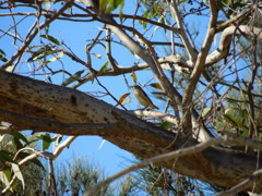 Striated Pardalote